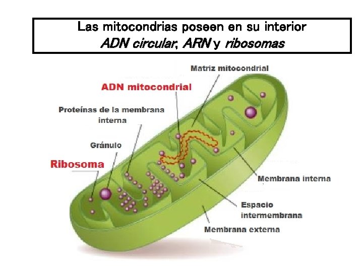 Las mitocondrias poseen en su interior ADN circular, ARN y ribosomas 