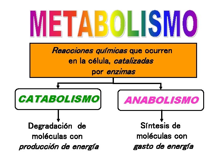 Reacciones químicas que ocurren en la célula, catalizadas por enzimas CATABOLISMO ANABOLISMO Degradación de