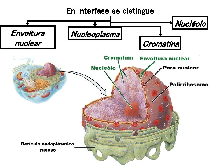 En interfase se distingue Envoltura nuclear Nucléolo Nucleoplasma Cromatina 