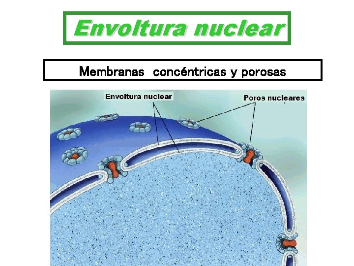 Envoltura nuclear Membranas concéntricas y porosas 