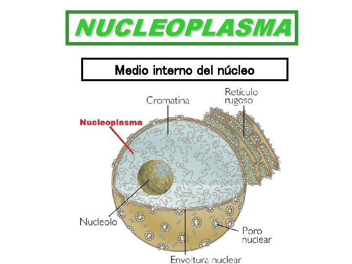 NUCLEOPLASMA Medio interno del núcleo 