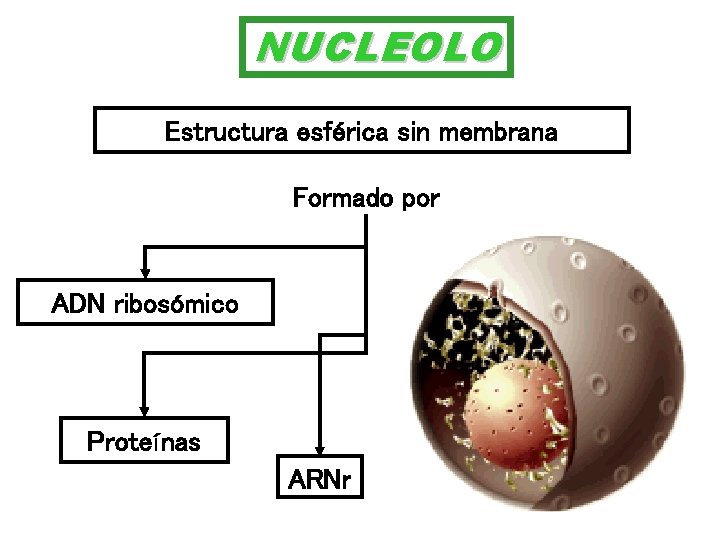 NUCLEOLO Estructura esférica sin membrana Formado por ADN ribosómico Proteínas ARNr 