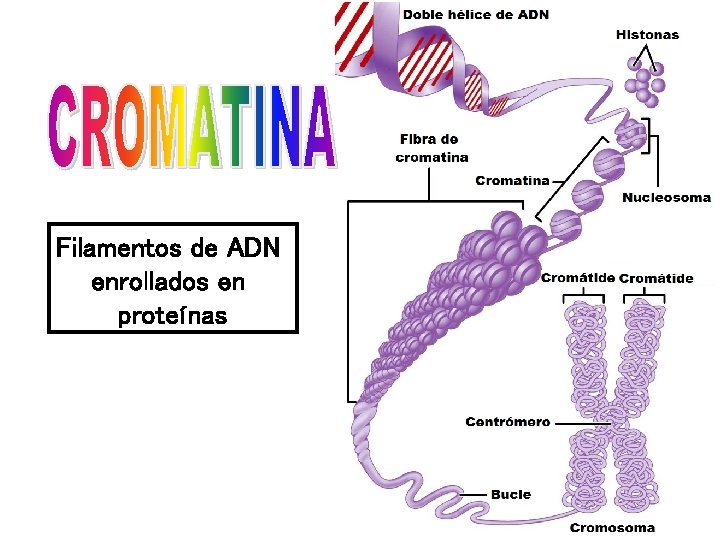 Filamentos de ADN enrollados en proteínas 