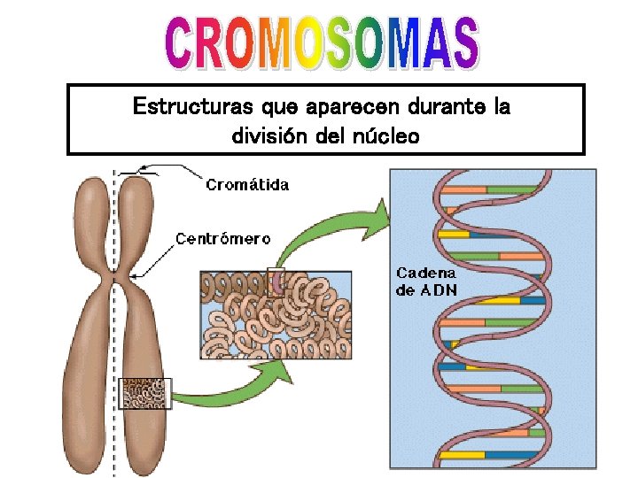 Estructuras que aparecen durante la división del núcleo 