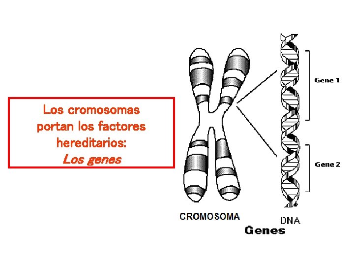 Los cromosomas portan los factores hereditarios: Los genes 