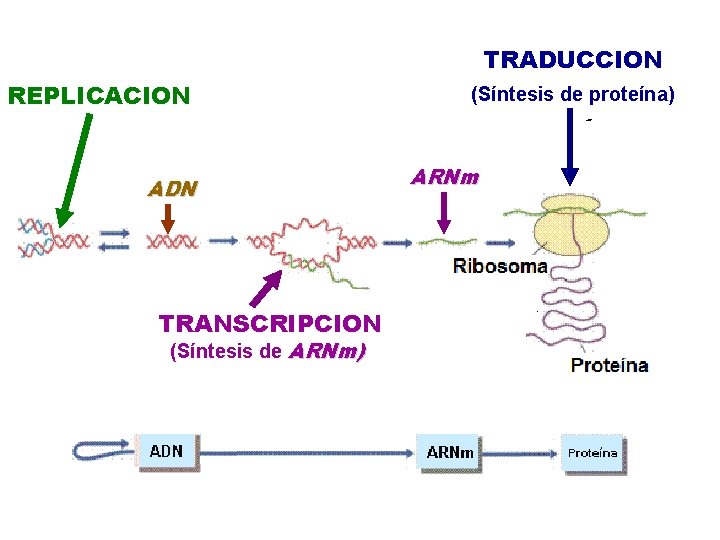 TRADUCCION REPLICACION ADN TRANSCRIPCION (Síntesis de ARNm) (Síntesis de proteína) ARNm 