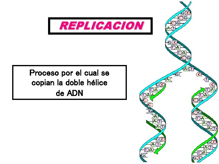 REPLICACION Proceso por el cual se copian la doble hélice de ADN 
