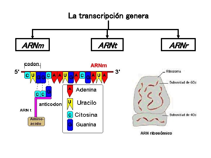 La transcripción genera ARNm ARNt ARNr 