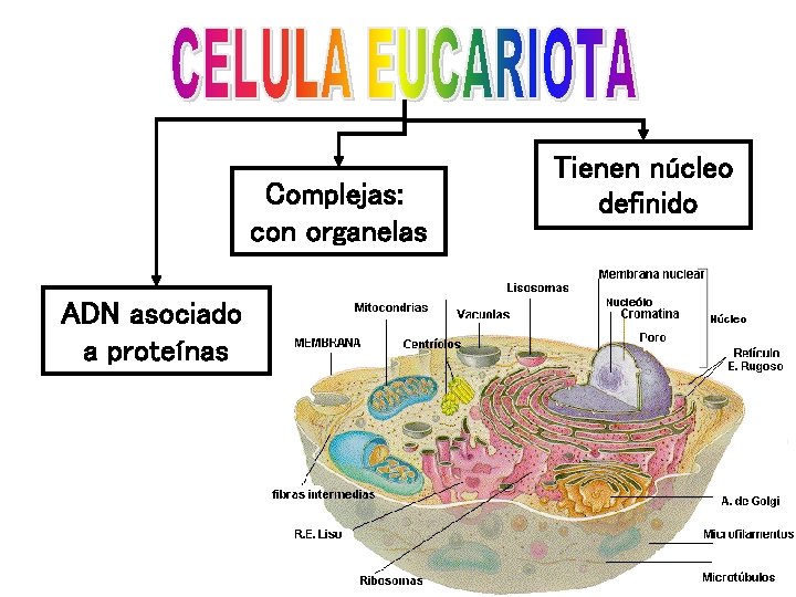 Complejas: con organelas ADN asociado a proteínas Tienen núcleo definido 