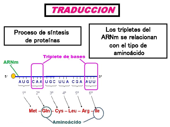 TRADUCCION Proceso de síntesis de proteínas Los tripletes del ARNm se relacionan con el