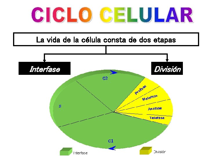 La vida de la célula consta de dos etapas Interfase División 