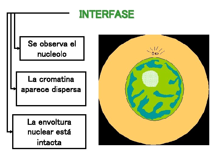 INTERFASE Se observa el nucleolo La cromatina aparece dispersa La envoltura nuclear está intacta