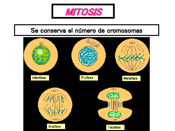 MITOSIS Se conserva el número de cromosomas 