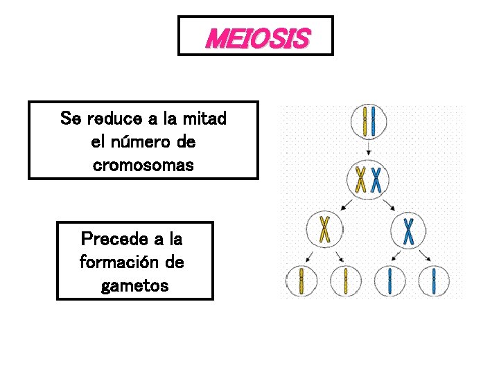 MEIOSIS Se reduce a la mitad el número de cromosomas Precede a la formación
