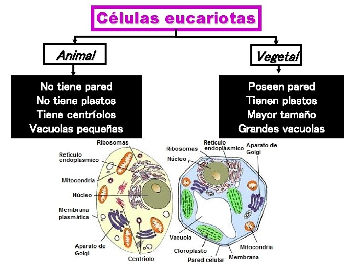 Células eucariotas Animal No tiene pared No tiene plastos Tiene centríolos Vacuolas pequeñas Vegetal