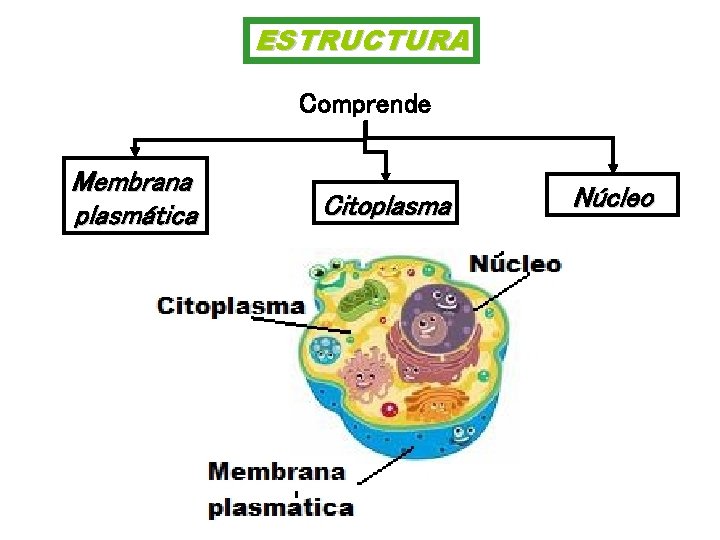 ESTRUCTURA Comprende Membrana plasmática Citoplasma Núcleo 