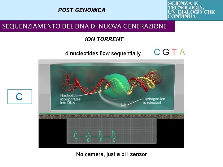 POST GENOMICA SEQUENZIAMENTO DEL DNA DI NUOVA GENERAZIONE ION TORRENT 4 nucleotides flow sequentially