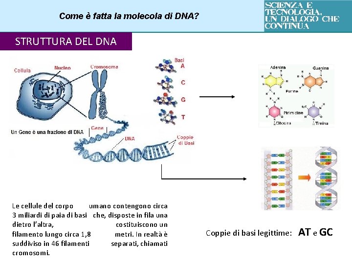 Come è fatta la molecola di DNA? STRUTTURA DEL DNA Le cellule del corpo