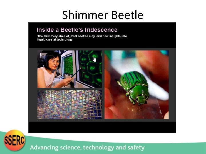 Shimmer Beetle 