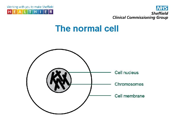 The normal cell 