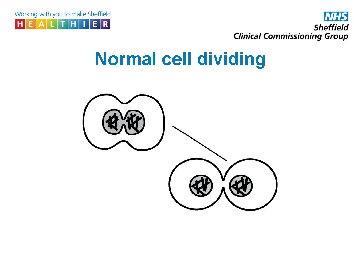 Normal cell dividing 