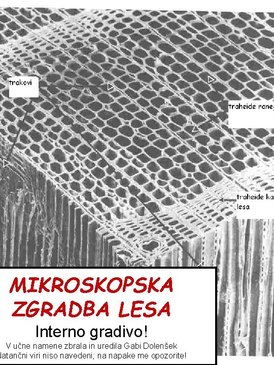 MIKROSKOPSKA ZGRADBA LESA Interno gradivo! V učne namene zbrala in uredila Gabi Dolenšek Natančni