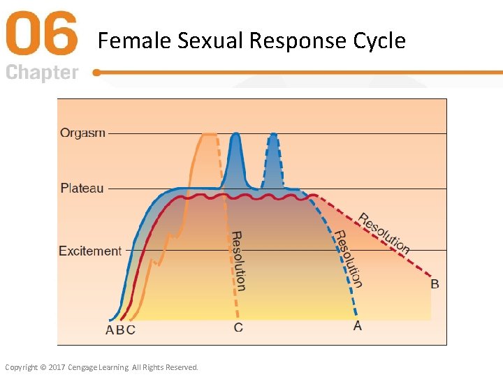 Female Sexual Response Cycle Copyright © 2017 Cengage Learning. All Rights Reserved. 