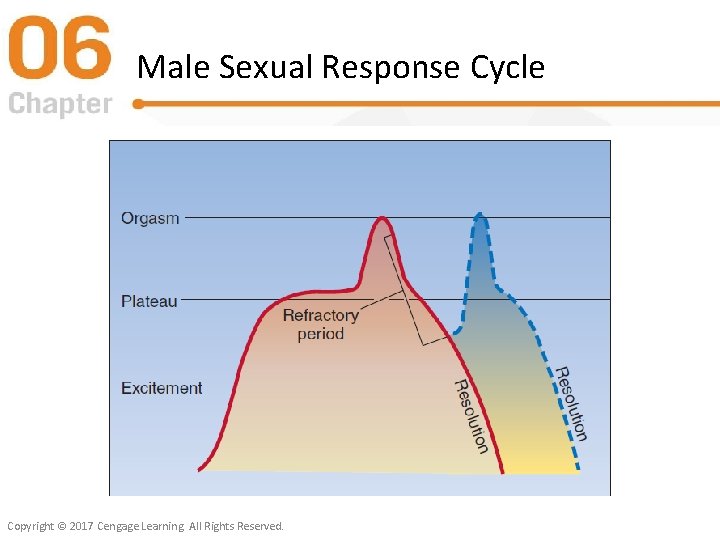 Male Sexual Response Cycle Copyright © 2017 Cengage Learning. All Rights Reserved. 