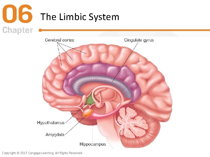 The Limbic System Copyright © 2017 Cengage Learning. All Rights Reserved. 