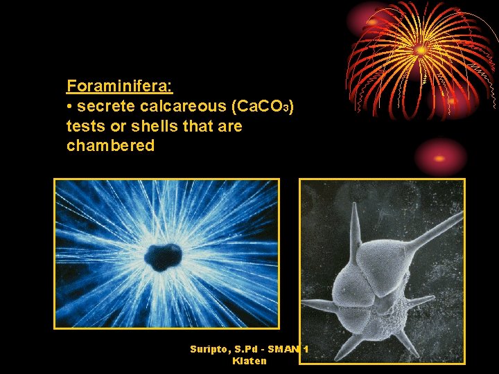 Foraminifera: • secrete calcareous (Ca. CO 3) tests or shells that are chambered Suripto,