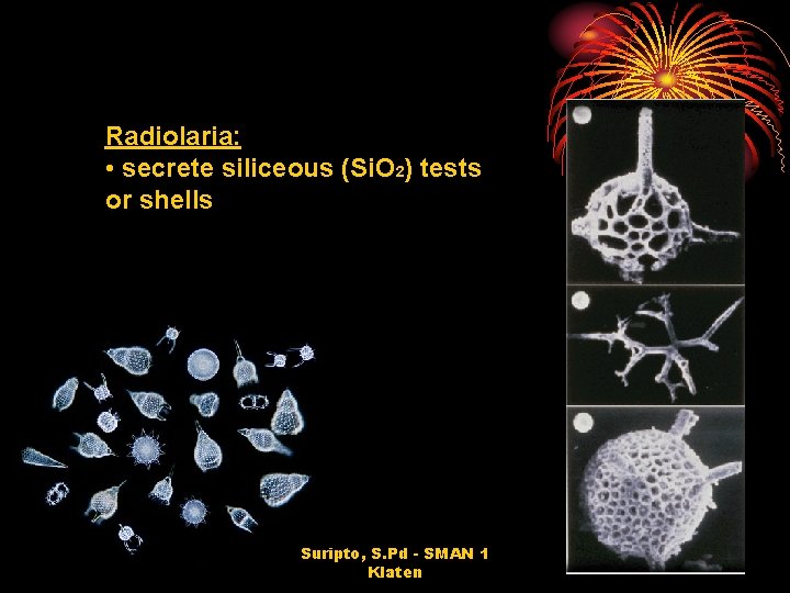 Radiolaria: • secrete siliceous (Si. O 2) tests or shells Suripto, S. Pd -