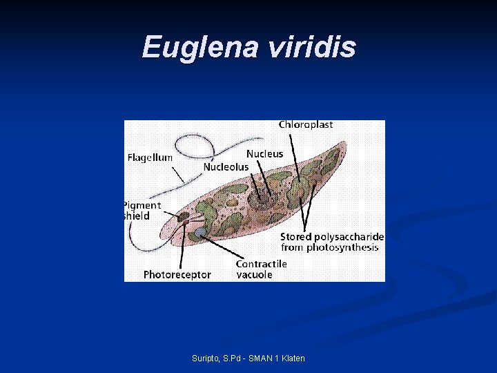 Euglena viridis Suripto, S. Pd - SMAN 1 Klaten 