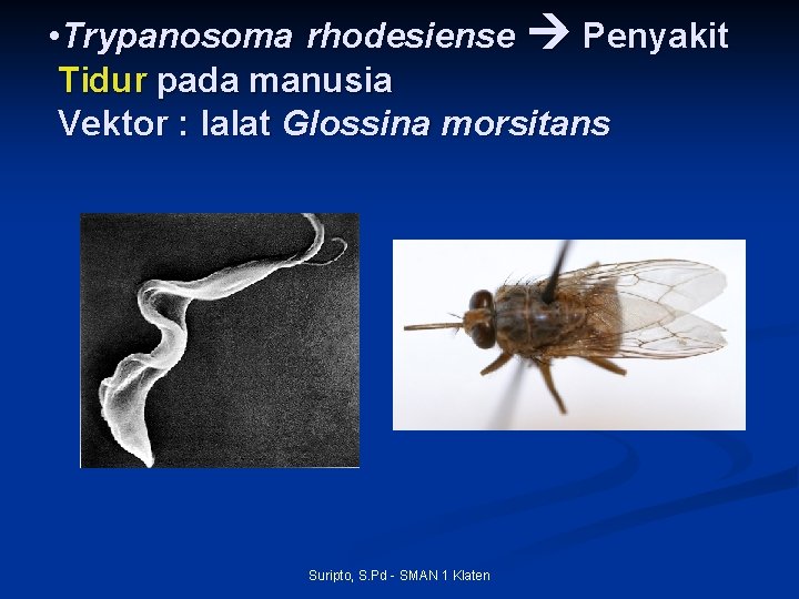  • Trypanosoma rhodesiense Penyakit Tidur pada manusia Vektor : lalat Glossina morsitans Suripto,