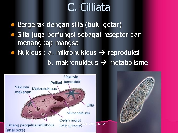 C. Cilliata Bergerak dengan silia (bulu getar) l Silia juga berfungsi sebagai reseptor dan