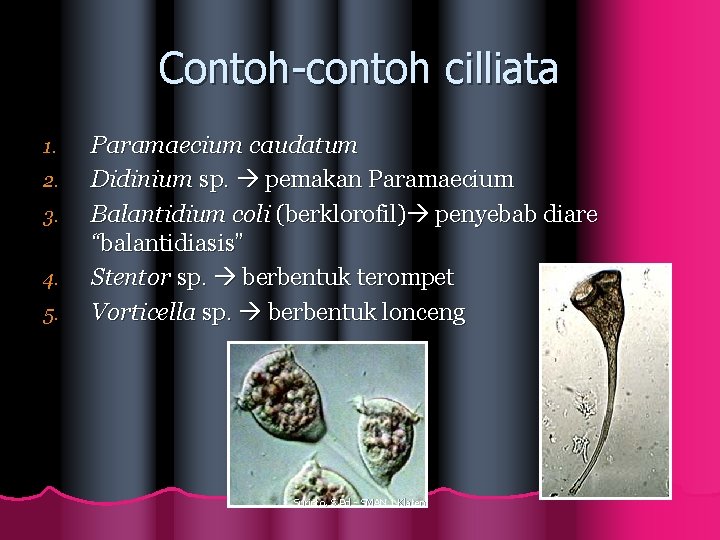 Contoh-contoh cilliata 1. 2. 3. 4. 5. Paramaecium caudatum Didinium sp. pemakan Paramaecium Balantidium