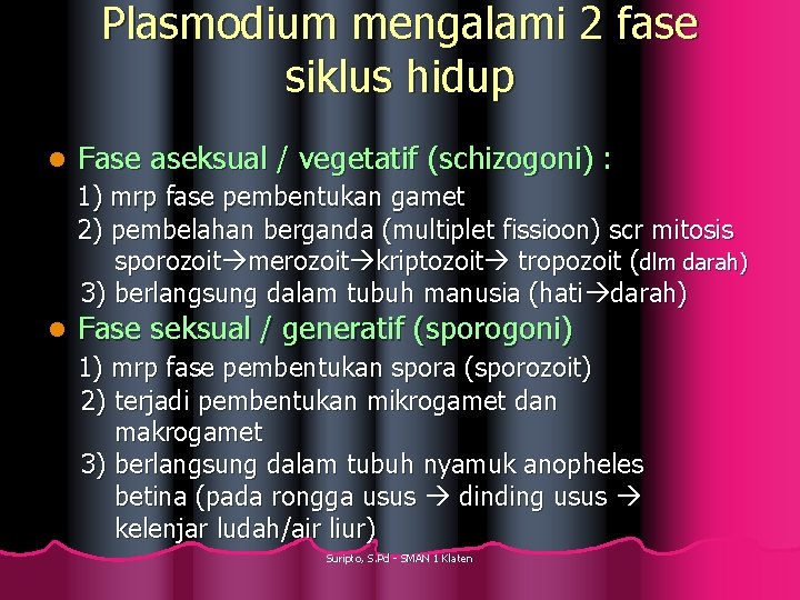 Plasmodium mengalami 2 fase siklus hidup l Fase aseksual / vegetatif (schizogoni) : 1)