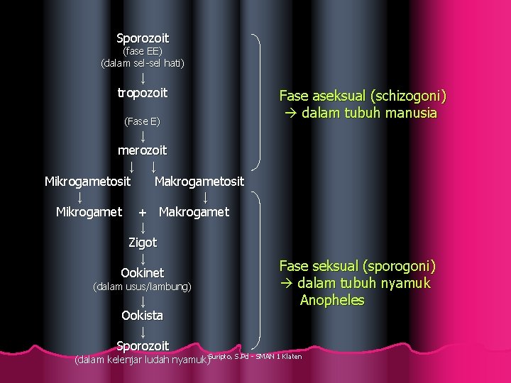 Sporozoit (fase EE) (dalam sel-sel hati) ↓ tropozoit (Fase E) ↓ merozoit ↓ ↓