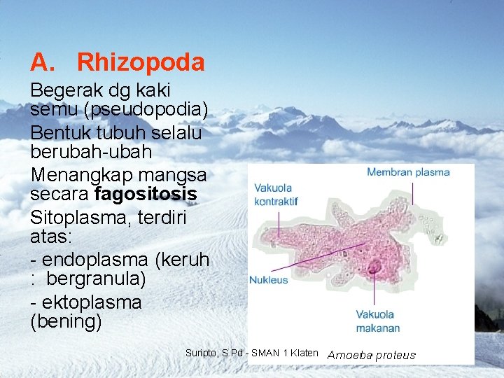 A. Rhizopoda Begerak dg kaki semu (pseudopodia) Bentuk tubuh selalu berubah-ubah Menangkap mangsa secara