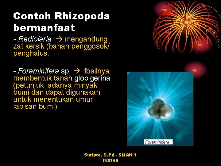 Contoh Rhizopoda bermanfaat - Radiolaria mengandung zat kersik (bahan penggosok/ penghalus. - Foraminifera sp.