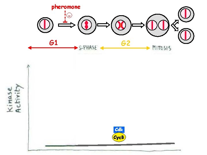 pheromone - G 1 G 2 + Cdk Cyc. B pheromone - G 1 G 2 + Cdk Cyc. B