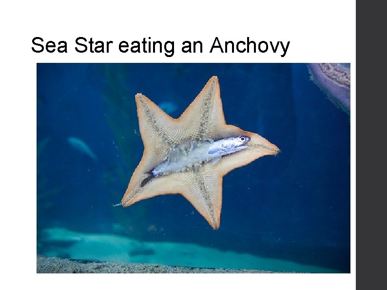 Sea Star eating an Anchovy 