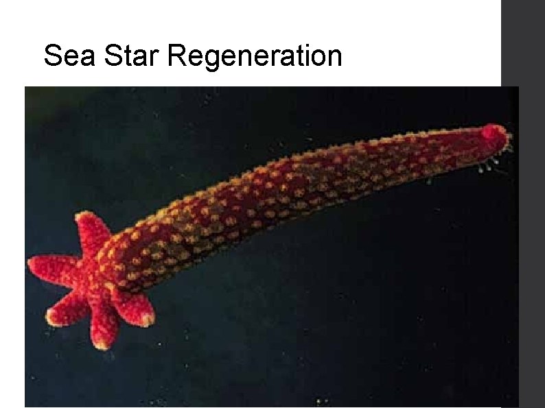 Sea Star Regeneration 