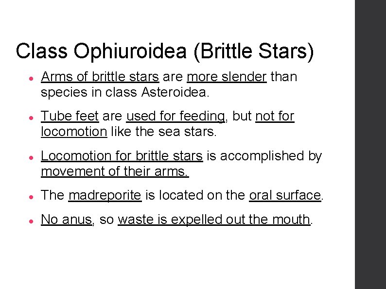 Class Ophiuroidea (Brittle Stars) Arms of brittle stars are more slender than species in