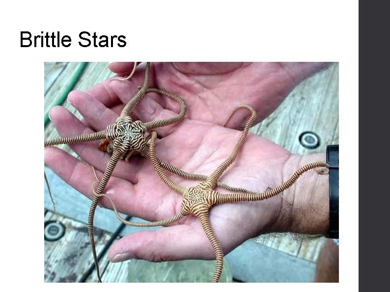 Brittle Stars 