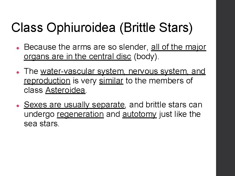 Class Ophiuroidea (Brittle Stars) Because the arms are so slender, all of the major