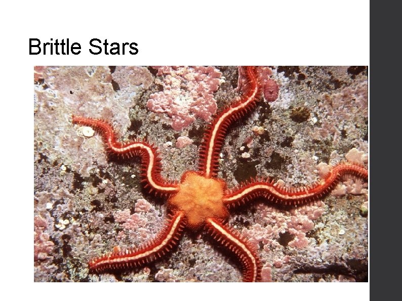 Brittle Stars 