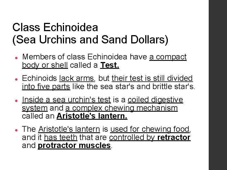 Class Echinoidea (Sea Urchins and Sand Dollars) Members of class Echinoidea have a compact
