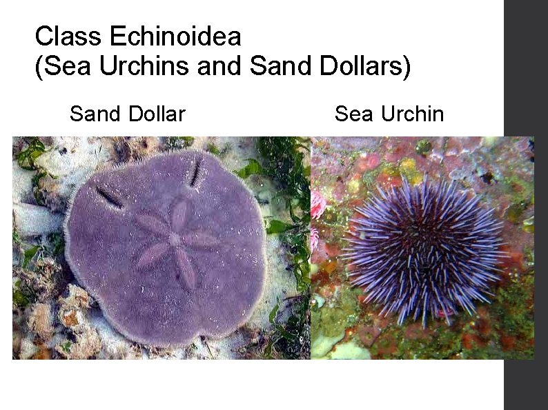 Class Echinoidea (Sea Urchins and Sand Dollars) Sand Dollar Sea Urchin 