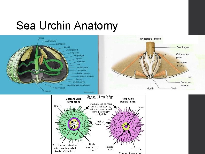 Sea Urchin Anatomy 