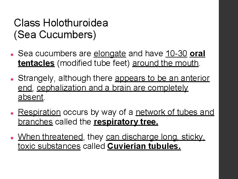 Class Holothuroidea (Sea Cucumbers) Sea cucumbers are elongate and have 10 -30 oral tentacles
